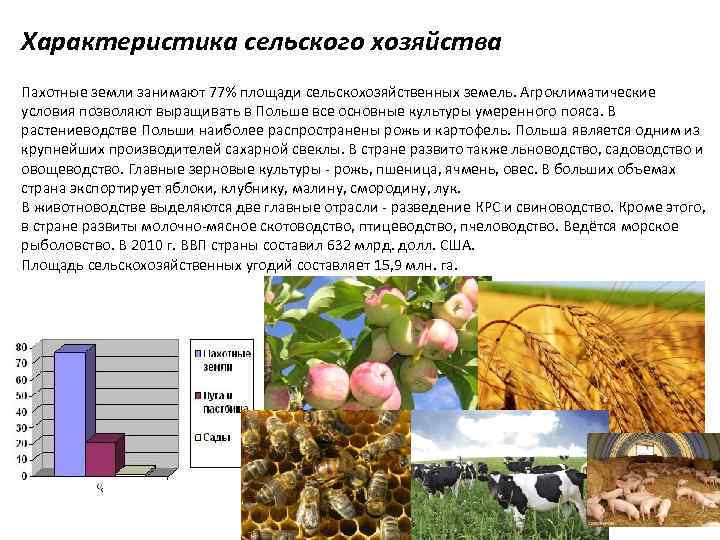 Характеристика сельского хозяйства Пахотные земли занимают 77% площади сельскохозяйственных земель. Агроклиматические условия позволяют выращивать