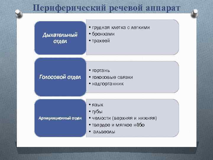 Периферический речевой аппарат Дыхательный отдел • грудная клетка с легкими • бронхами • трахеей