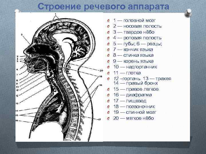 Строение артикуляционного аппарата логопедия речевая карта