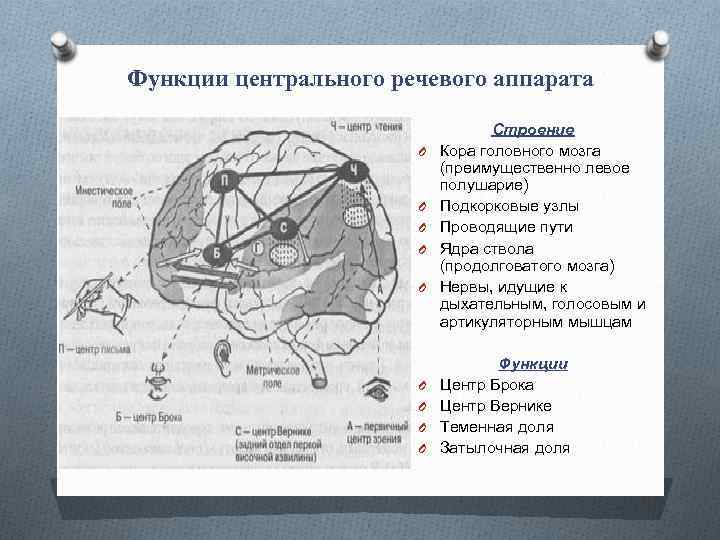 Речевые отделы. Центральный отдел речевого аппарата включает:. Центральный речевой аппарат. Функции речевого аппарата. Ресеаоц аппарат функции.