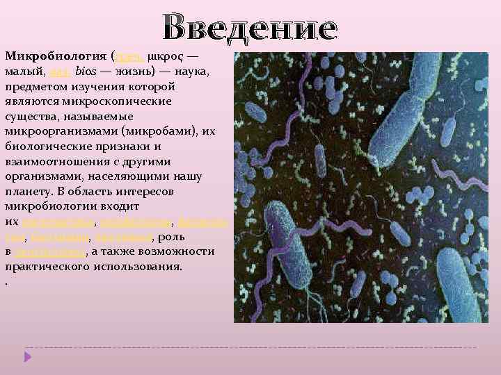 Биологический метод микробиология презентация