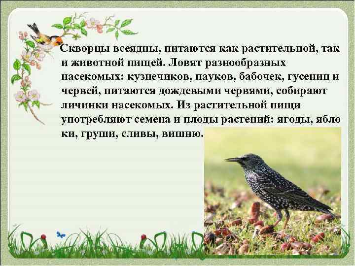  Скворцы всеядны, питаются как растительной, так и животной пищей. Ловят разнообразных насекомых: кузнечиков,