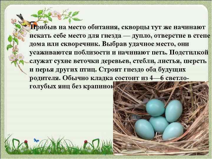  Прибыв на место обитания, скворцы тут же начинают искать себе место для гнезда