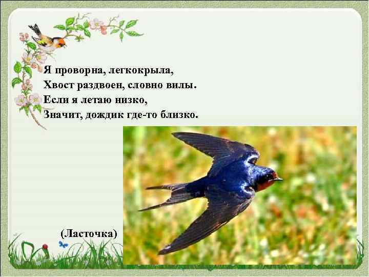 Я проворна, легкокрыла, Хвост раздвоен, словно вилы. Если я летаю низко, Значит, дождик где-то