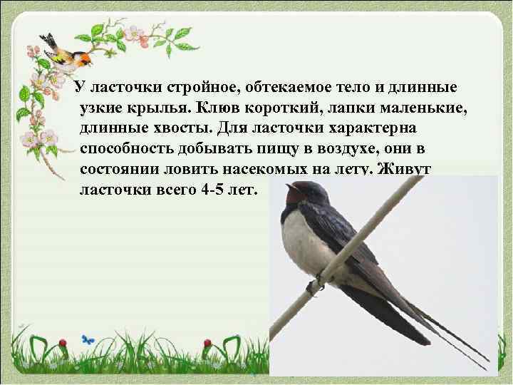  У ласточки стройное, обтекаемое тело и длинные узкие крылья. Клюв короткий, лапки маленькие,