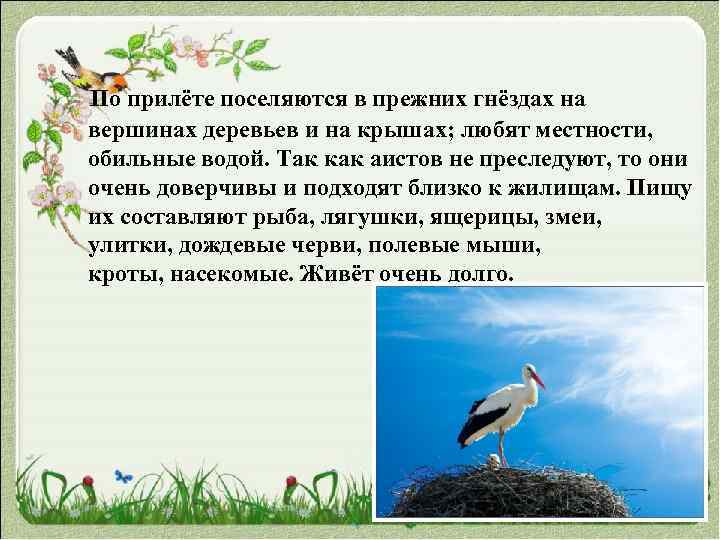  По прилёте поселяются в прежних гнёздах на вершинах деревьев и на крышах; любят