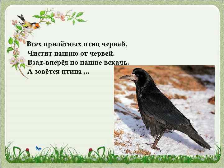  Всех прилётных птиц черней, Чистит пашню от червей. Взад-вперёд по пашне вскачь. А