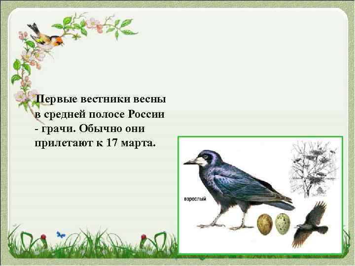  Первые вестники весны в средней полосе России - грачи. Обычно они прилетают к