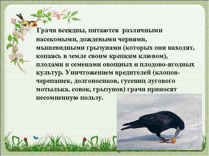  Грачи всеядны, питаются различными насекомыми, дождевыми червями, мышевидными грызунами (которых они находят, копаясь