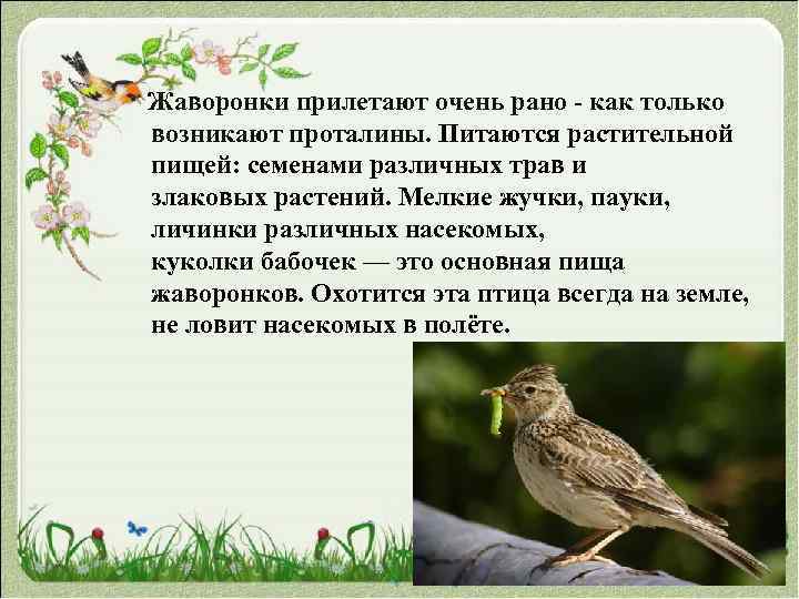  Жаворонки прилетают очень рано - как только возникают проталины. Питаются растительной пищей: семенами