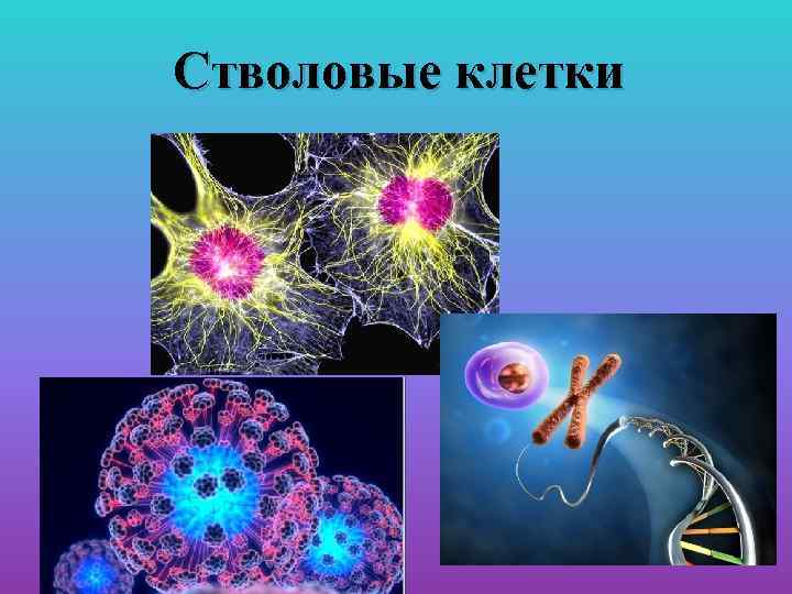 Стволовые клетки это. Стволовые клетки презентация. Эмбриональные стволовые клетки презентация. Презентация на тему стволовые клетки. Стволовые клетки взрослого человека.