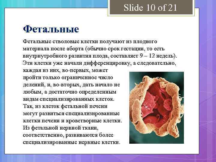 Slide 10 of 21 Фетальные стволовые клетки получают из плодного материала после аборта (обычно