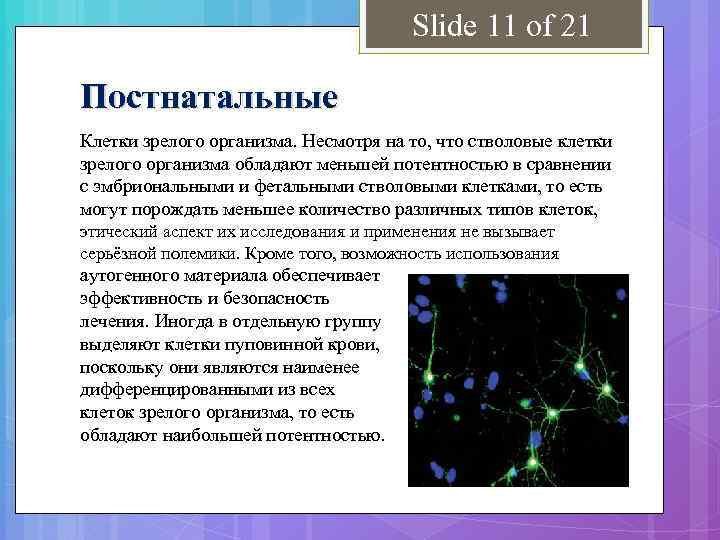 Slide 11 of 21 Постнатальные Клетки зрелого организма. Несмотря на то, что стволовые клетки