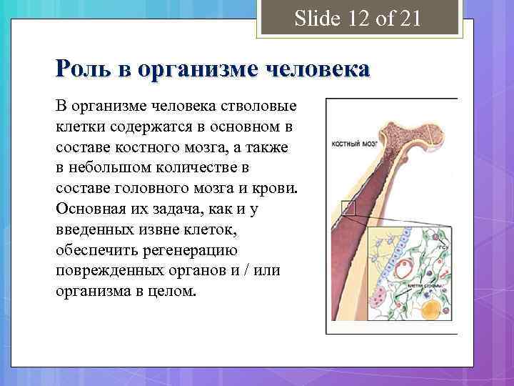 Slide 12 of 21 Роль в организме человека В организме человека стволовые клетки содержатся