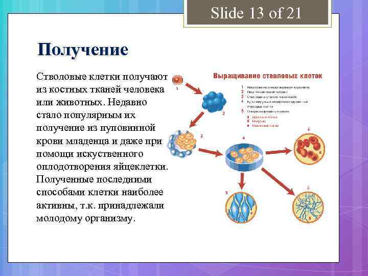 Slide 13 of 21 Получение Стволовые клетки получают из костных тканей человека или животных.