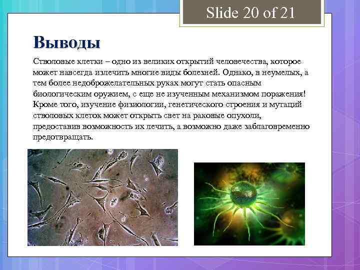 Slide 20 of 21 Выводы Стволовые клетки – одно из великих открытий человечества, которое