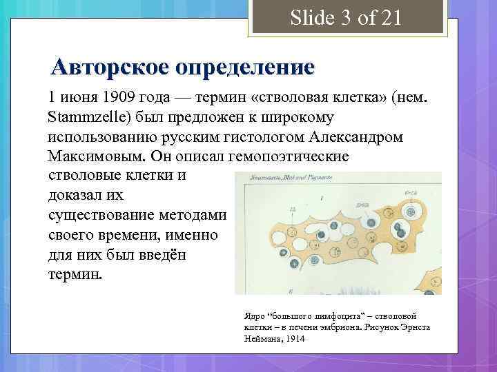 Slide 3 of 21 Авторское определение 1 июня 1909 года — термин «стволовая клетка»