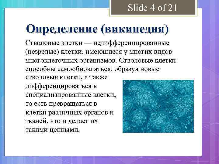 Состав стволовых клеток. Стволовые клетки определение. Недифференцированные клетки. Стволовая клетка это определение.