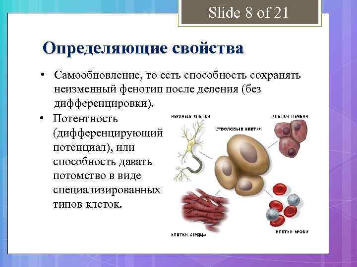 Slide 8 of 21 Определяющие свойства • Самообновление, то есть способность сохранять неизменный фенотип