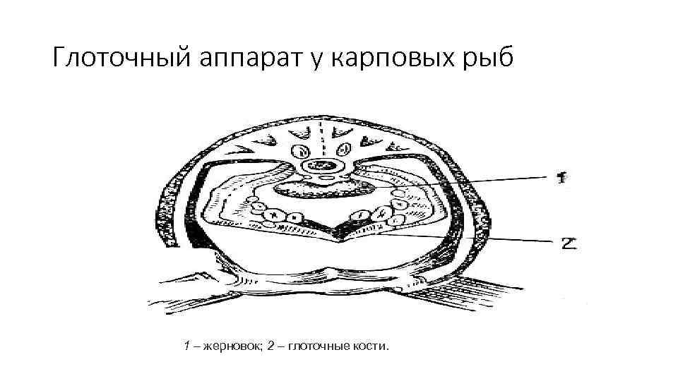 Глоточный аппарат у карповых рыб 1 – жерновок; 2 – глоточные кости. 