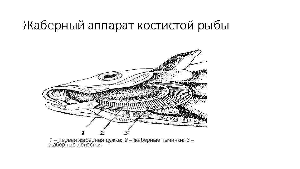 Жаберный аппарат костистой рыбы 1 – первая жаберная дужка; 2 – жаберные тычинки; 3