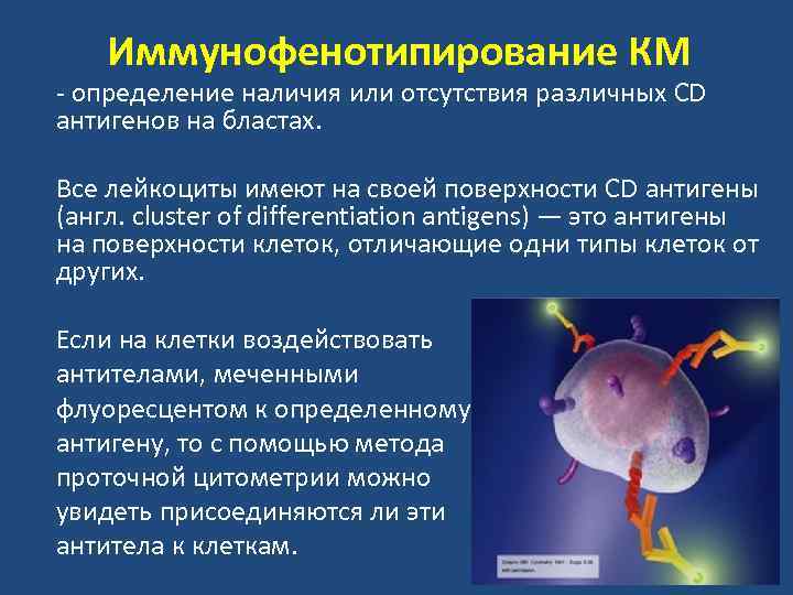 Иммунофенотипирование КМ определение наличия или отсутствия различных CD антигенов на бластах. Все лейкоциты имеют