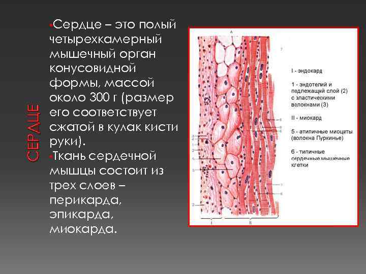 Полый это что. Сердце полый мышечный орган. Сердце – полый мышечный орган, имеющий форму …(закончите фразу. Из каких тканей состоит сердце.