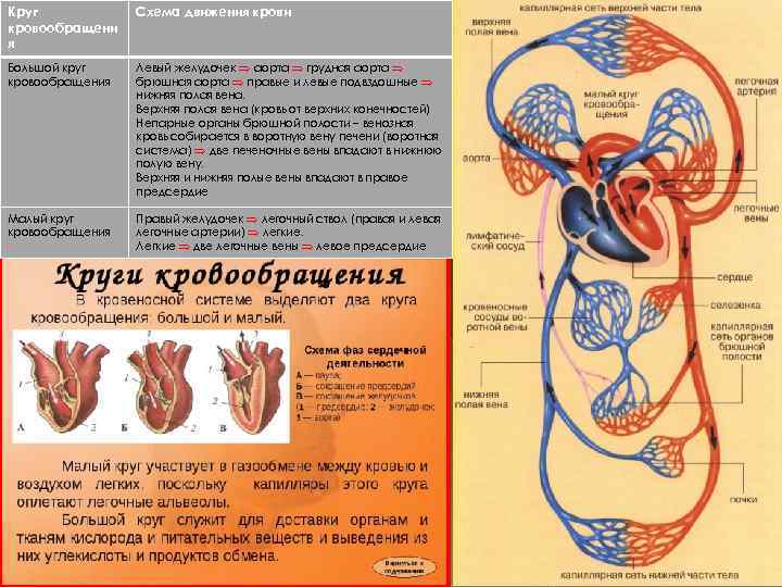 Левый желудочек большой круг кровообращения