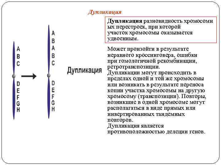 Дупликация разновидность хромосомн ых перестроек, при которой участок хромосомы оказывается удвоенным. Может произойти в