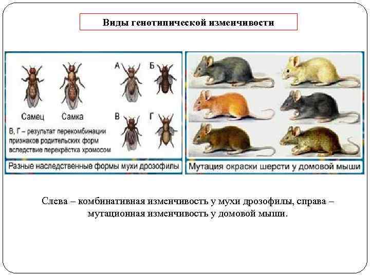 Виды генотипической изменчивости