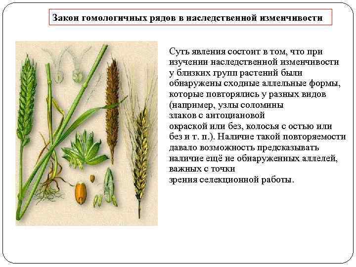 Закон гомологичных рядов в наследственной изменчивости Суть явления состоит в том, что при изучении