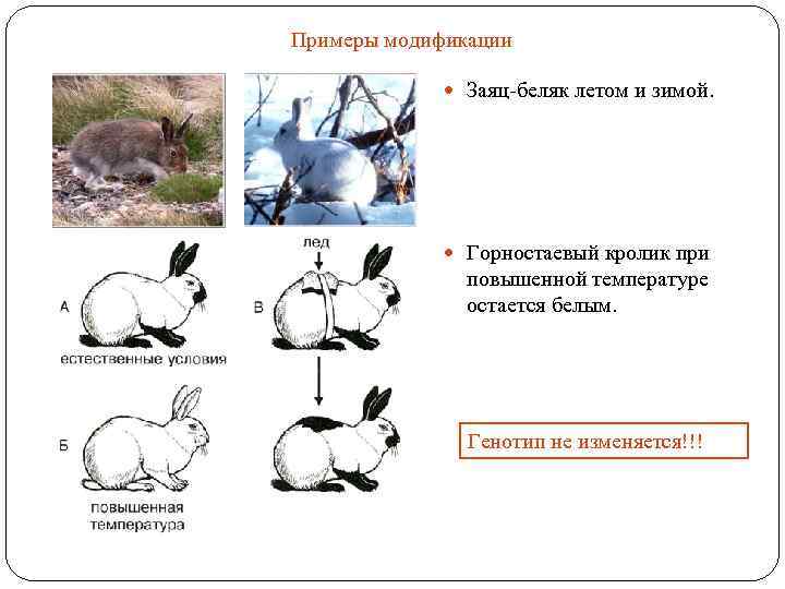 Примеры модификации Заяц-беляк летом и зимой. Горностаевый кролик при повышенной температуре остается белым. Генотип