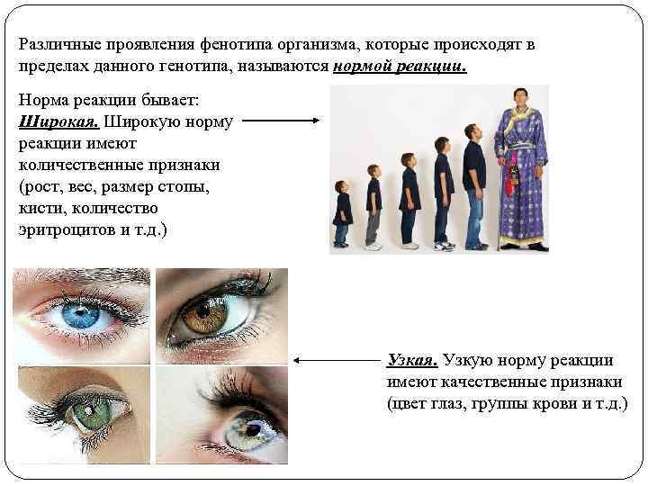 Различные проявления фенотипа организма, которые происходят в пределах данного генотипа, называются нормой реакции. Норма