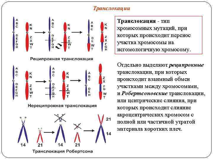 Транслокации Транслокация - тип хромосомных мутаций, при которых происходит перенос участка хромосомы на негомологичную
