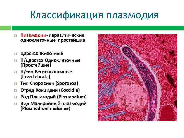 Малярийный плазмодий царство. Малярийный плазмодий классификация.