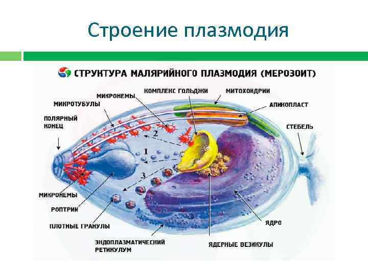 Строение плазмодия 