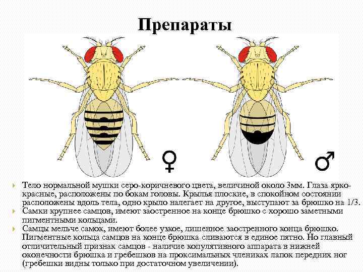 Хромосомы мухи дрозофилы. Кариотип дрозофилы. Муха дрозофила самка и самец. Муха дрозофила хромосомы. Самка дрозофилы хромосомы.