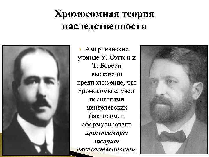 Хромосомная теория наследственности Американские ученые У. Сэттон и Т. Бовери высказали предположение, что хромосомы