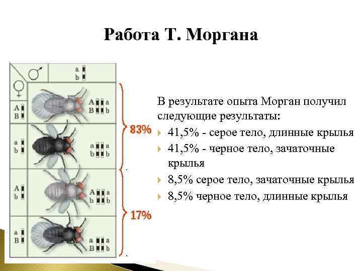 Работа Т. Моргана В результате опыта Морган получил следующие результаты: 41, 5% - серое