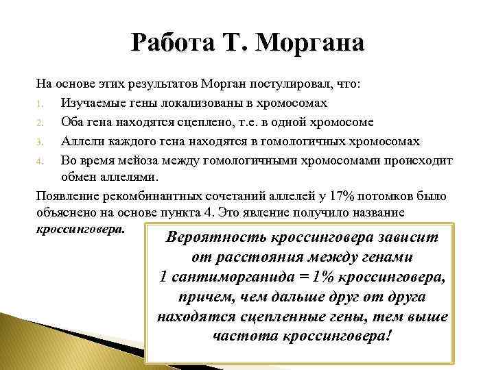 Работа Т. Моргана На основе этих результатов Морган постулировал, что: 1. Изучаемые гены локализованы