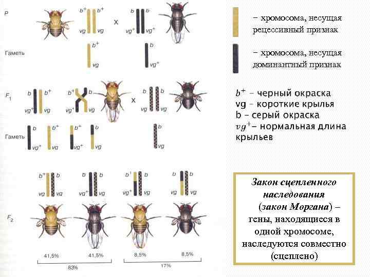 - хромосома, несущая рецессивный признак - хромосома, несущая доминантный признак Закон сцепленного наследования (закон