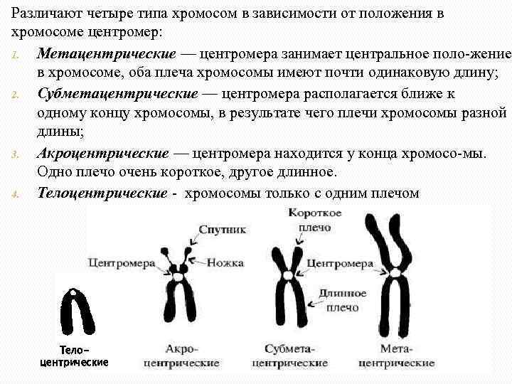 Какие типы хромосом. Акроцентрические хромосомы человека. Строение и классификация хромосом. Строение метацентрической хромосомы. Классификация хромосом в зависимости от расположения центромеры..