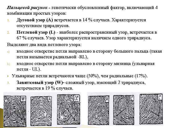 Дерматоглифика виды рисунков значение преобладающих типов