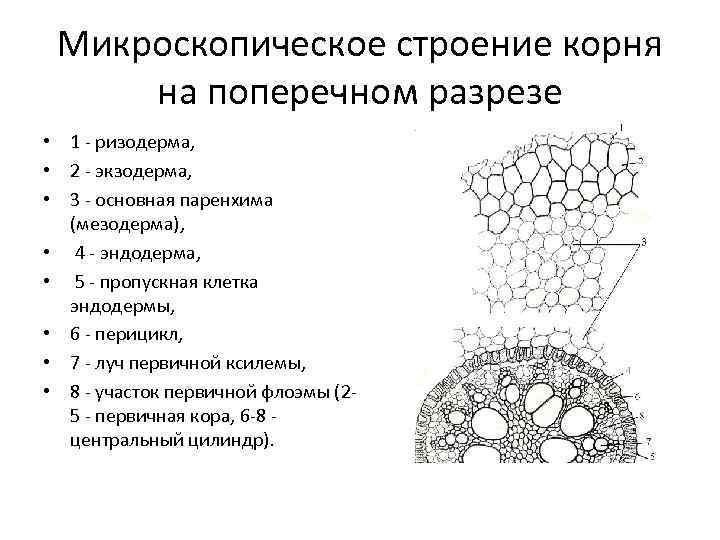 Сергей рассматривал под микроскопом участок корня и сделал рисунок