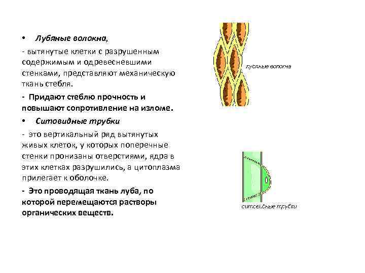  • Лубяные волокна, - вытянутые клетки с разрушенным содержимым и одревесневшими стенками, представляют