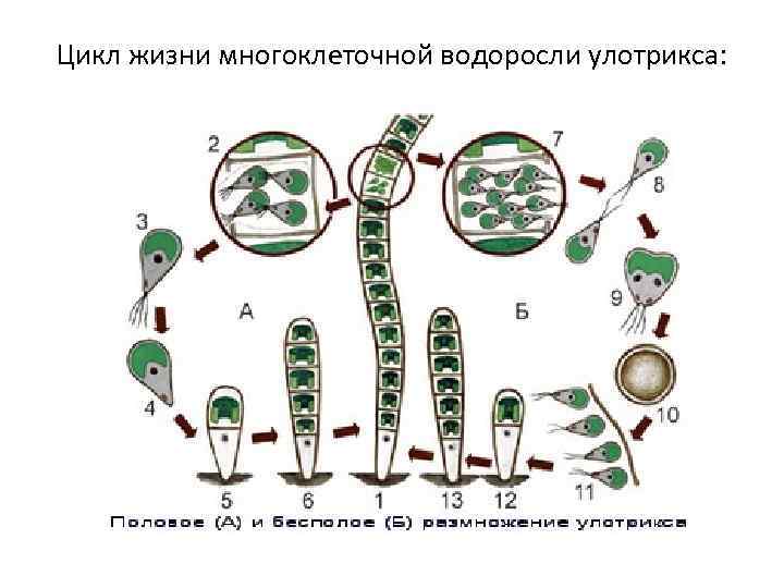 Размножение водорослей улотрикс. Жизненный цикл зеленых водорослей улотрикс. Улотрикс цикл развития. Цикл развития улотрикса схема. Размножение многоклеточных водорослей.