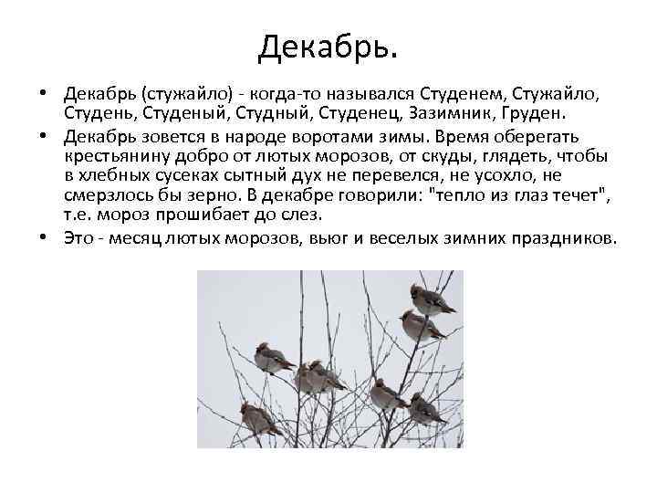 Годовой исследовательский проект сезонных изменений часть 4 здравствуй лето