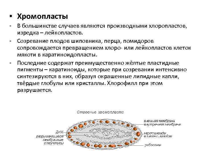  • Хромопласты - В большинстве случаев являются производными хлоропластов, изредка – лейкопластов. -