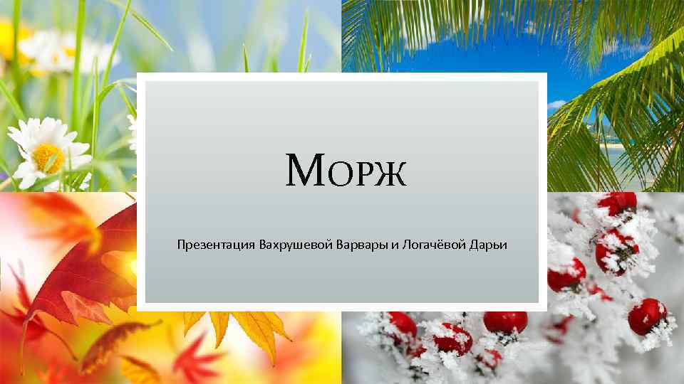 МОРЖ Презентация Вахрушевой Варвары и Логачёвой Дарьи 