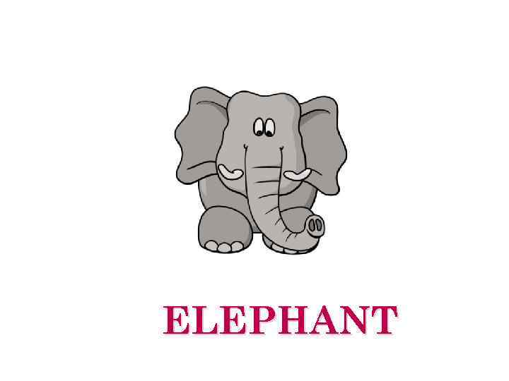 ELEPHANT 